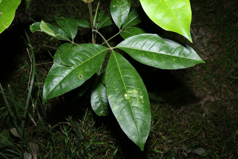 Melicope elleryana, photographed by Greg Tasney