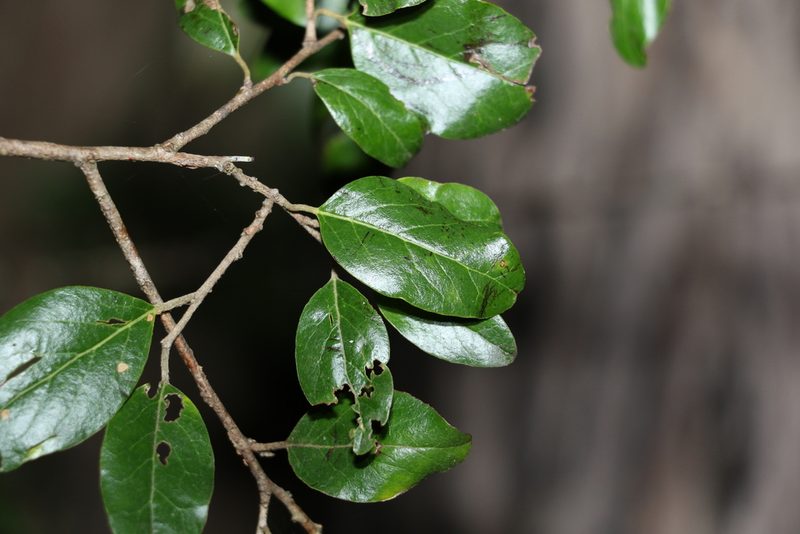 Petalostigma pubescens, photographed by Greg Tasney