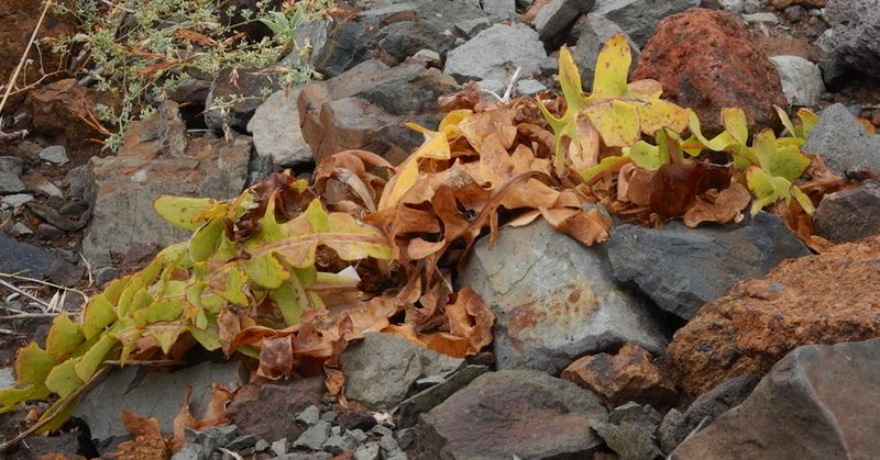 Sonchus latifolius, photographed by desertnaturalist
