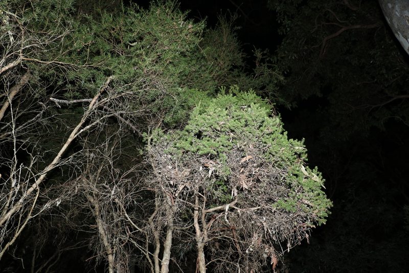 Melaleuca sieberi, photographed by Greg Tasney
