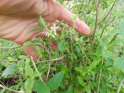Solanum chenopodioides, photographed by Arnim Littek