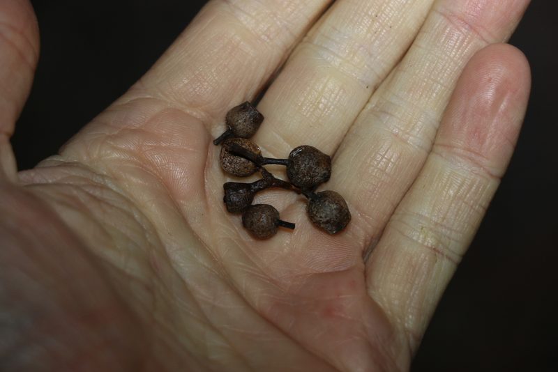 Corymbia intermedia, photographed by Greg Tasney