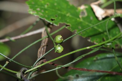 Cassytha filiformis