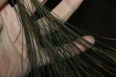 Allocasuarina littoralis