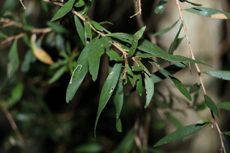 Melaleuca lophantha, photographed by Greg Tasney