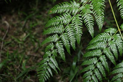 Pteridium esculentum, photographed by Greg Tasney