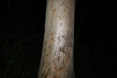Eucalyptus racemosa, photographed by Greg Tasney