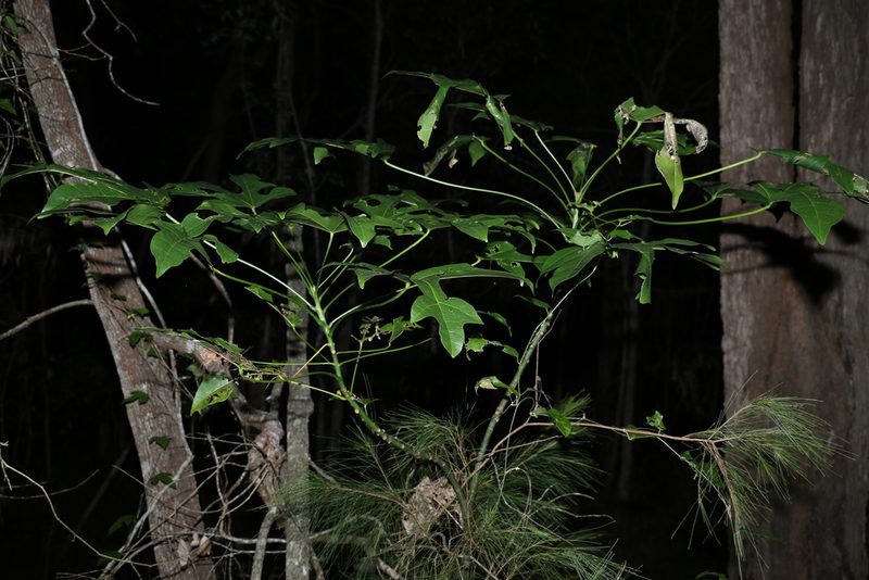Brachychiton acerifolius, photographed by Greg Tasney