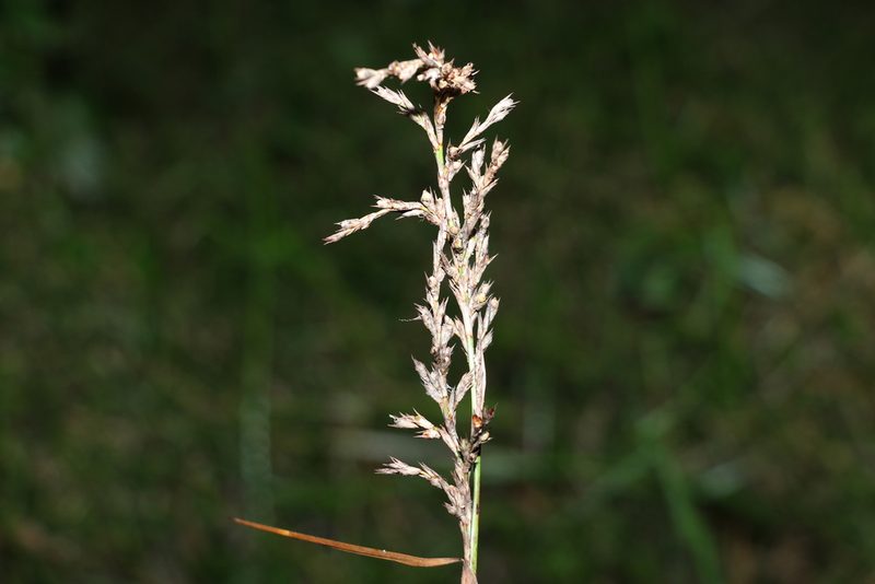 Lepidosperma laterale, photographed by Greg Tasney