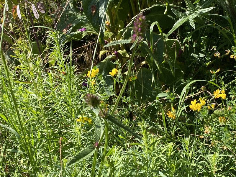 Betonica officinalis, photographed by David Lazarus
