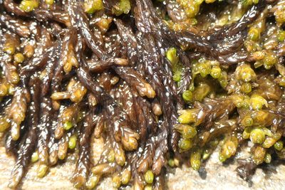 Sphagnum pylaesii, photographed by Rafael Medina