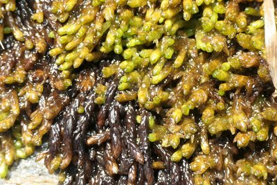Sphagnum pylaesii, photographed by Rafael Medina