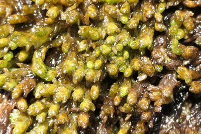 Sphagnum pylaesii, photographed by Rafael Medina