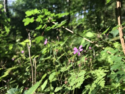 Geranium robertianum, photographed by Lucian Vazquez