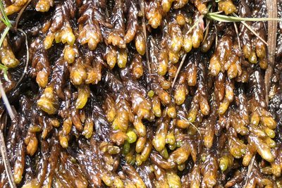 Sphagnum pylaesii, photographed by Rafael Medina