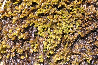 Sphagnum pylaesii, photographed by Rafael Medina