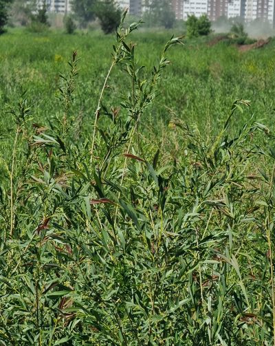 Salix vinogradovii, photographed by bulatik