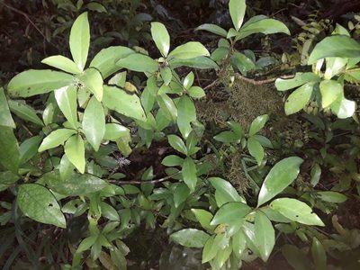 Alseuosmia turneri