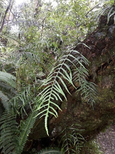 Zealandia novaezealandiae, photographed by naturewatchwidow