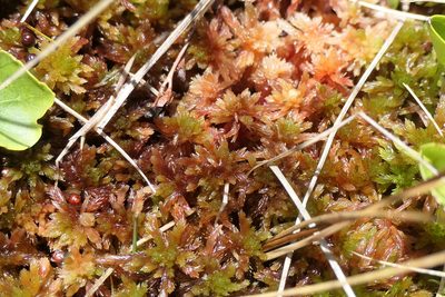 Sphagnum subnitens, photographed by Rafael Medina