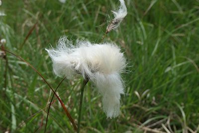 Eriophorum angustifolium