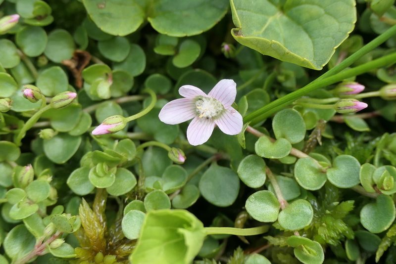 Lysimachia tenella, photographed by Rafael Medina