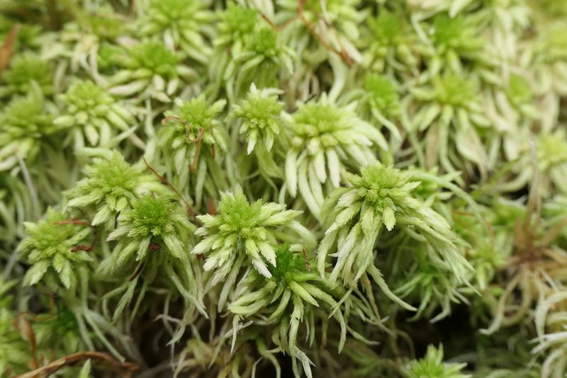 Sphagnum subnitens, photographed by Rafael Medina