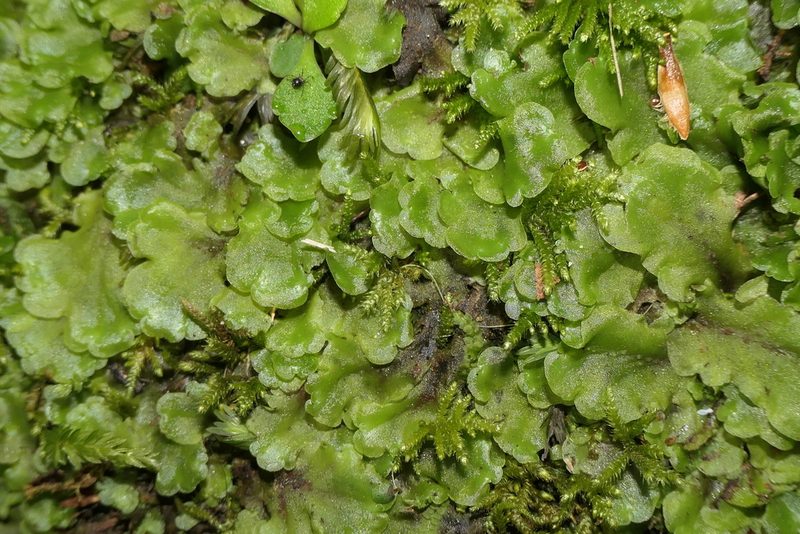Pellia epiphylla, photographed by Rafael Medina