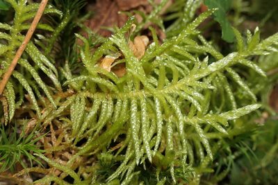 Pseudoscleropodium purum, photographed by Rafael Medina