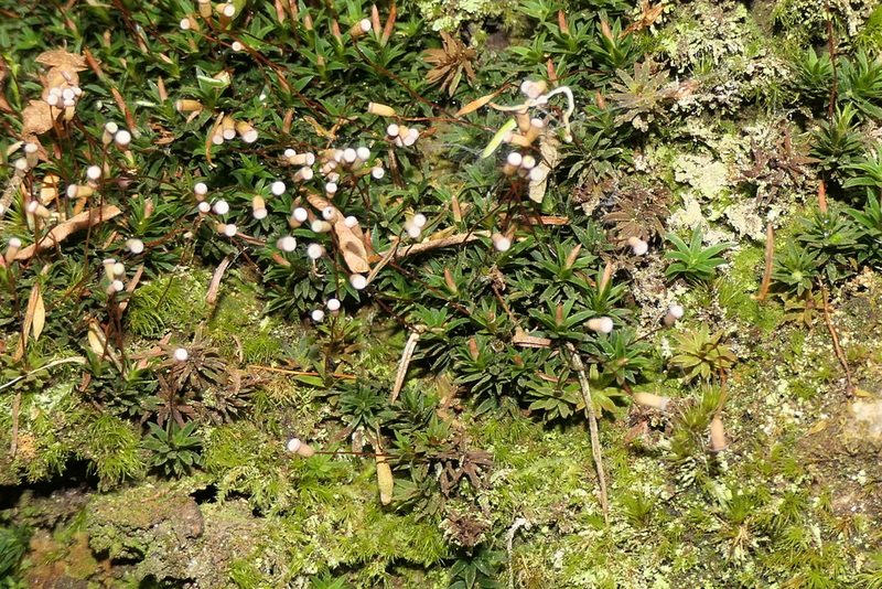 Pogonatum aloides, photographed by Rafael Medina