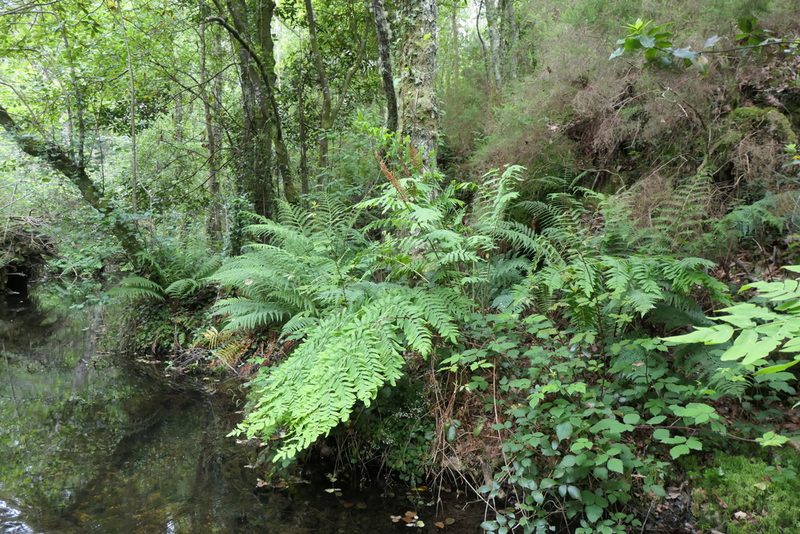 Osmunda regalis, photographed by Rafael Medina