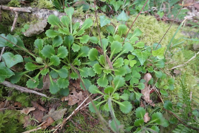 Saxifraga spathularis, photographed by Rafael Medina