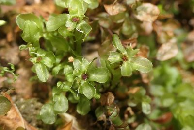 Rhizomnium punctatum, photographed by Rafael Medina