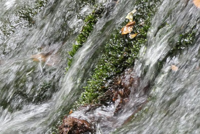 Fissidens grandifrons, photographed by Rafael Medina