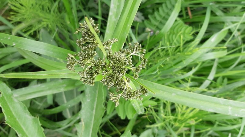 Scirpus sylvaticus, photographed by Maria