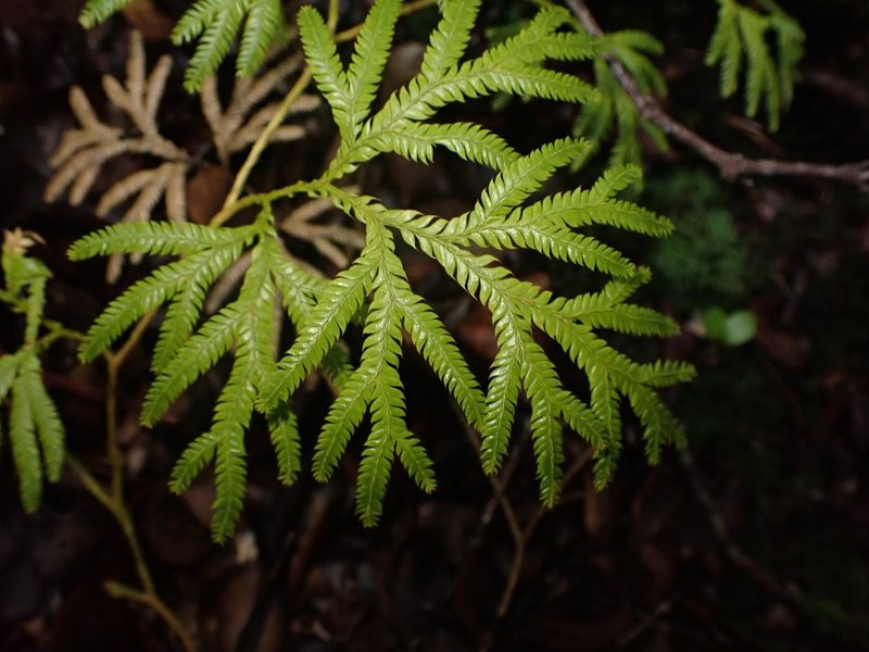 Pseudodiphasium volubile, photographed by Shaun
