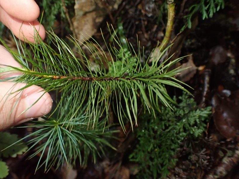 Dawsonia superba, photographed by Shaun