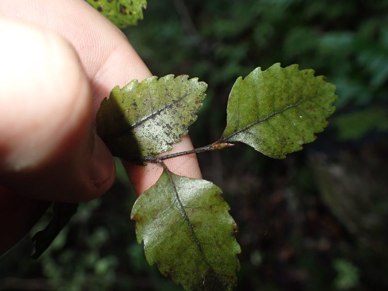 Nothofagus truncata, photographed by Shaun