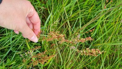 Rumex acetosa, photographed by lauraclapham