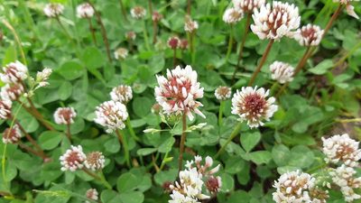 Trifolium repens, photographed by Maria