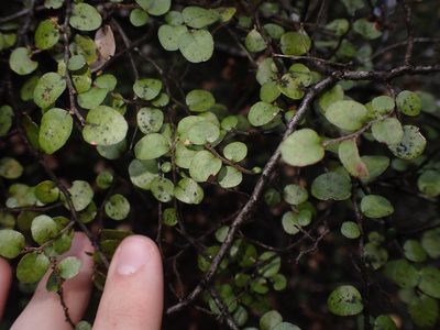 Nothofagus solandri, photographed by Shaun