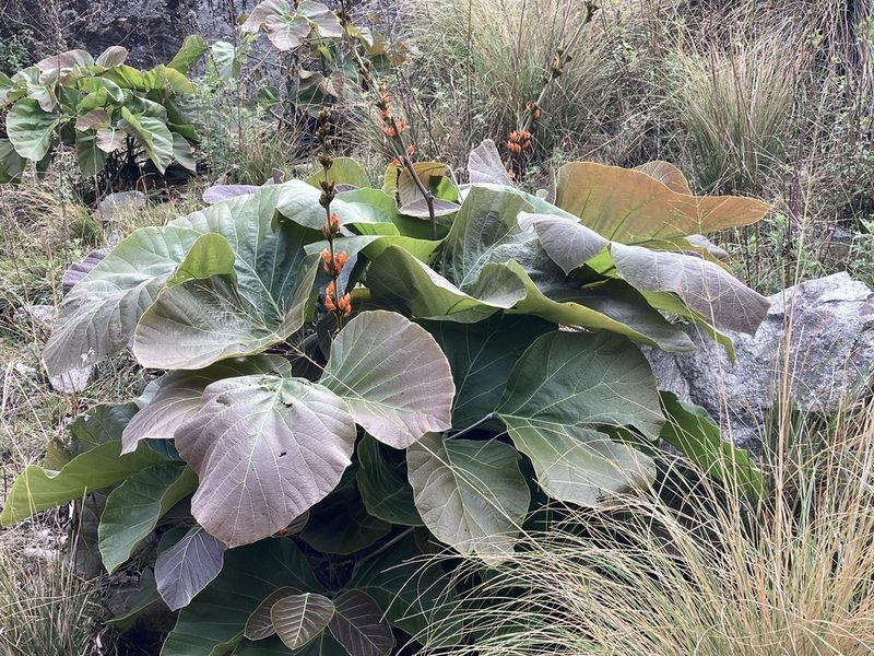 Butea buteiformis, photographed by John Kenrick Gibson