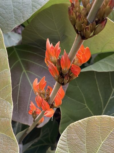 Butea buteiformis, photographed by John Kenrick Gibson