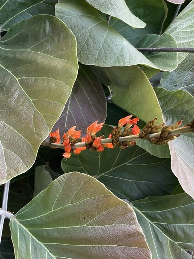Butea buteiformis, photographed by John Kenrick Gibson