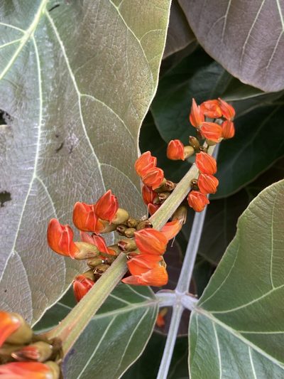 Butea buteiformis, photographed by John Kenrick Gibson