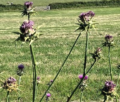 Silybum marianum, photographed by Jane Concannon