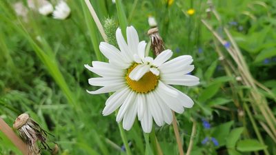 Leucanthemum vulgare, photographed by Maria