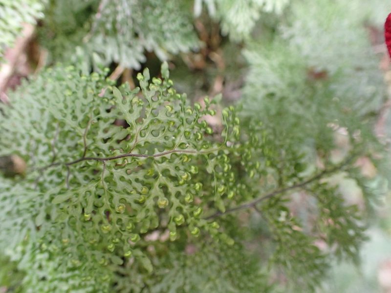 Hymenophyllum flexuosum, photographed by Leon Perrie