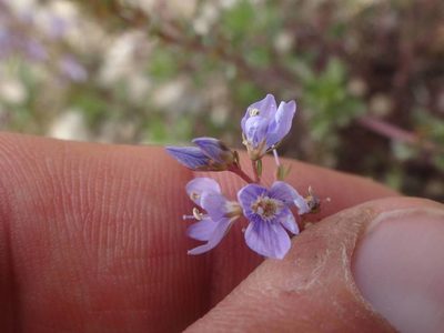 Veronica multifida, photographed by Ben Costamagna