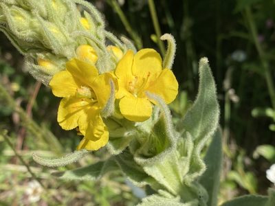 Verbascum thapsus
